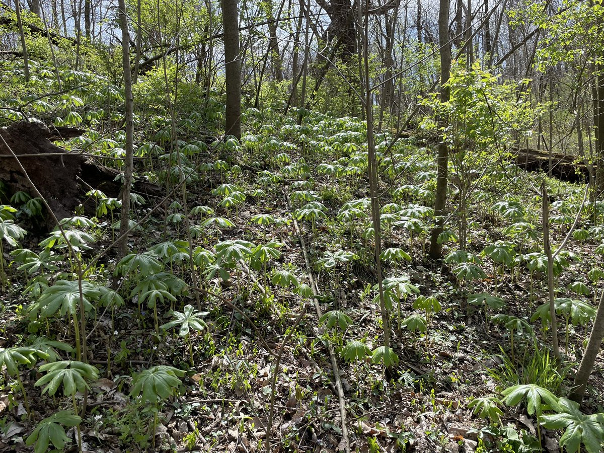SuglyIster's tweet photo. #Ephemerals - tiny trout lilies, trillium, &amp; entire hillsides of may apples on my hike today.
Missed by most, they’re not insignificant to their Creator. https://t.co/LJDQRGhZUM