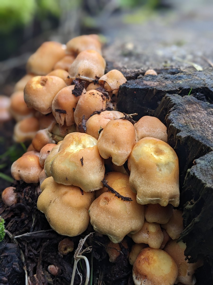 hhulbert's tweet photo. Someone has been nibbling these morsels 😋
[24th March 2023, Poole] https://t.co/NyuyxExu68