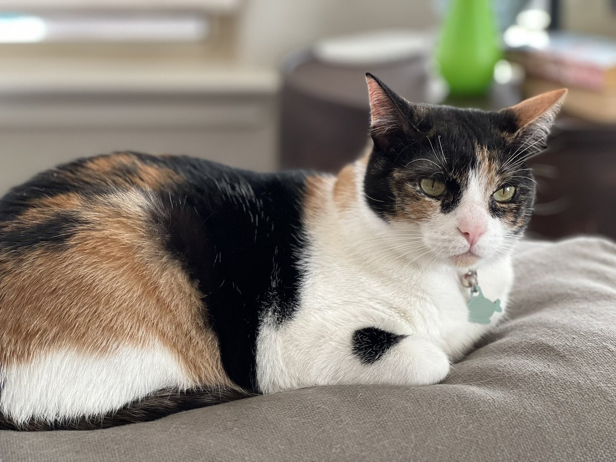 staceyo's tweet photo. @thechrisbarron Happy #Caturday from Elsa, who would like to have a word… https://t.co/QFuu9guUml