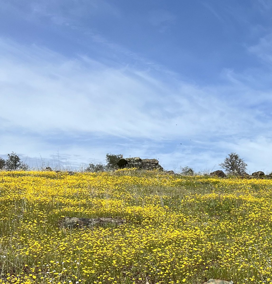 Diane_Y's tweet photo. Todayβs hike didnβt disappoint! #greenhills #wildflowers #hikewithdogs #hikewithfriends https://t.co/ZUR3ZzoxEr