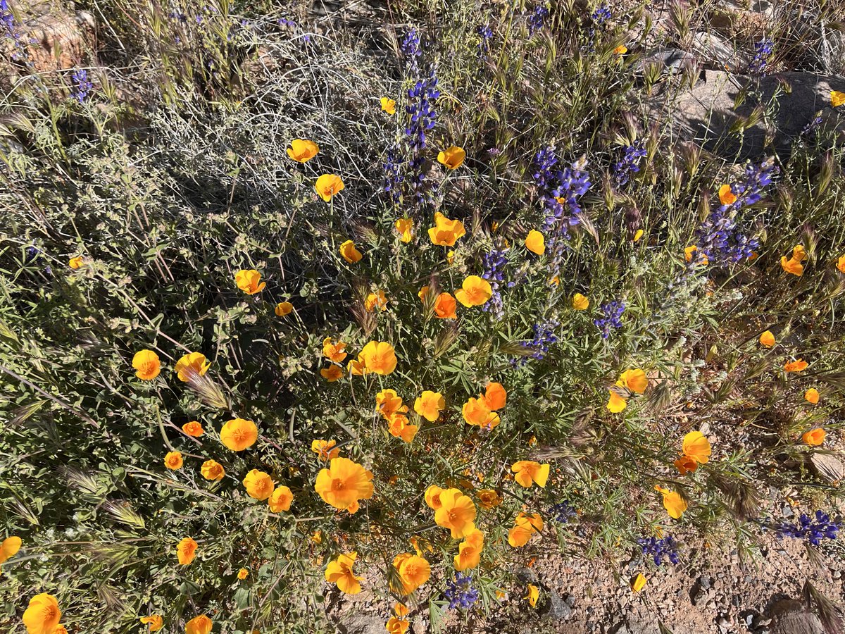drjohnmeade's tweet image. The #PHX #AZ hikes are still amazing, even into April this year. Wonderful 9.5 miler through the McDowell range this morning. #gitit
