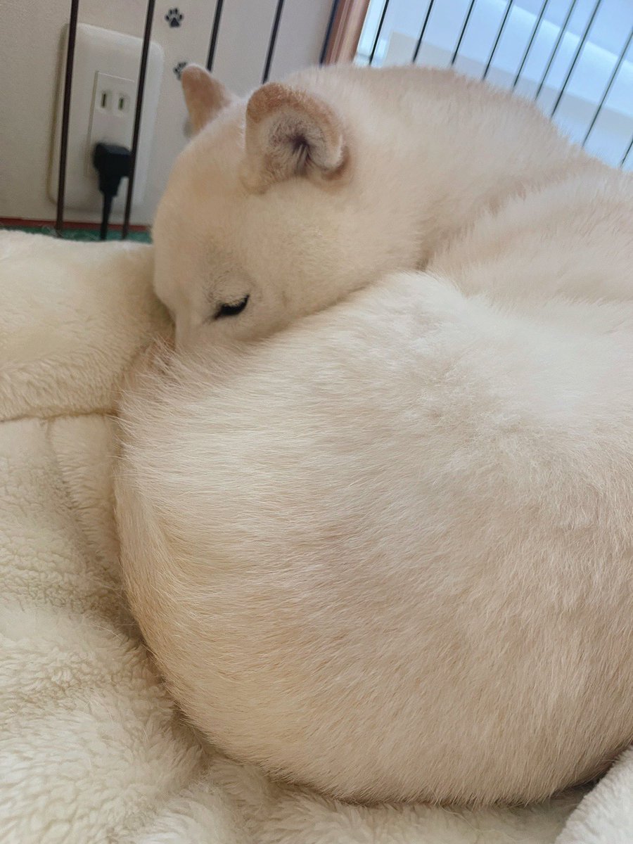go20597673's tweet photo. おはようございます。

今朝も寒い🐻‍❄️💤

＃白柴
＃白柴ゆき
＃柴犬のいる暮らし https://t.co/KRH58B9o52