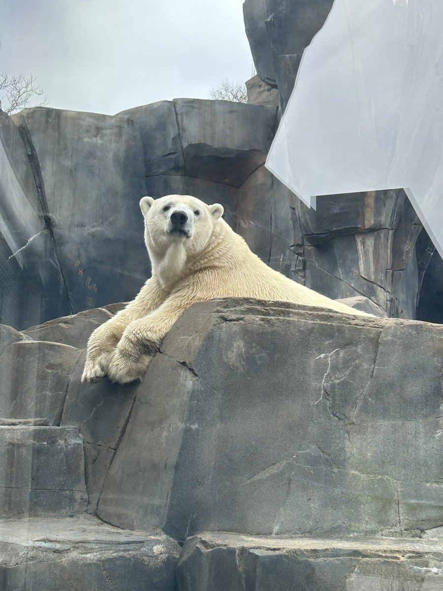 Chillin at the St. Louis zoo #polarbear #zootrip
