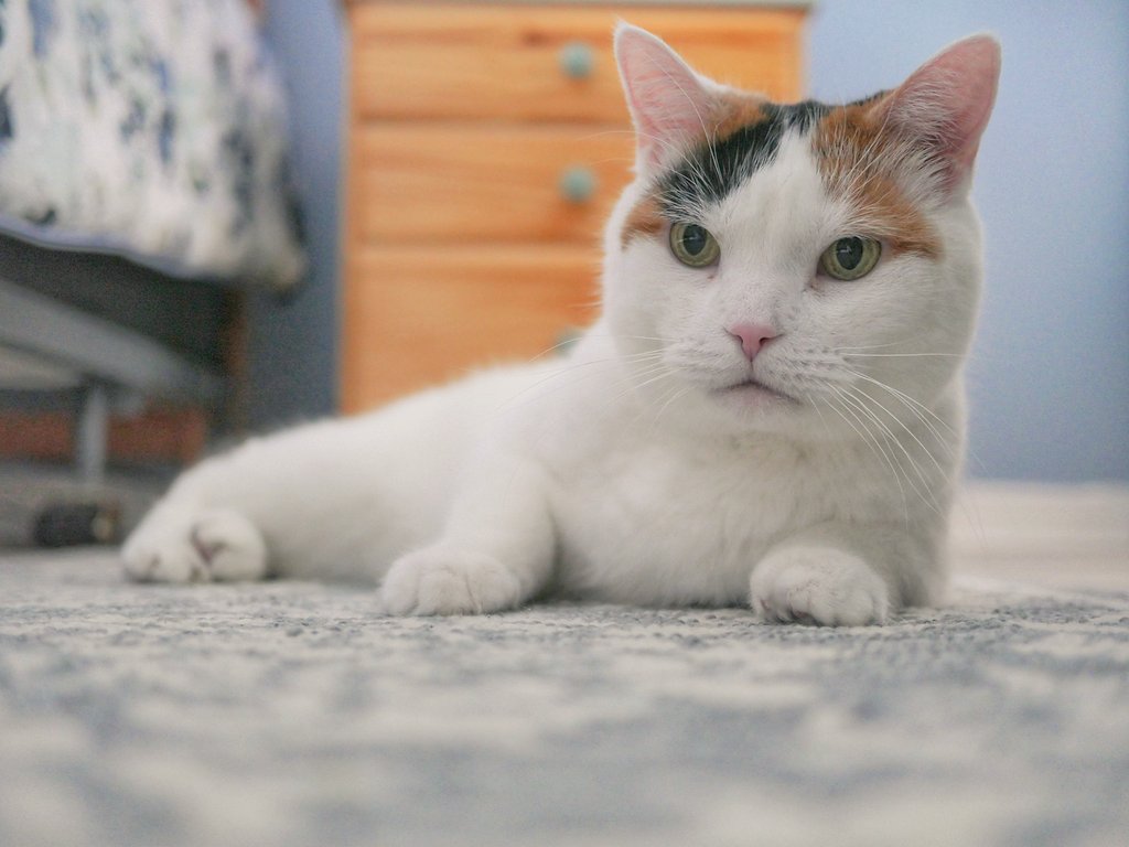 mcpartist's tweet photo. Just chillin on #Caturday #CatsOnTwitter #cuteanimals https://t.co/rprlDMdGh1