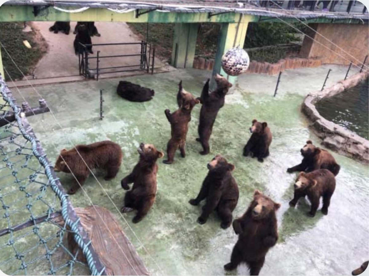 RileyTChiweenie's tweet photo. @EarthKeeper22 PLS STOP POSTING #ANIMALS IN #Captivity. The story us from an old article but the cruelty remains the same. Dolphins are round up in coves, taken from their family, packed in a box &amp; sold to the highest bidder #SchenzhenSafariPark has a history of #AnimalCruelty https://t.co/ex9qQsDrUa