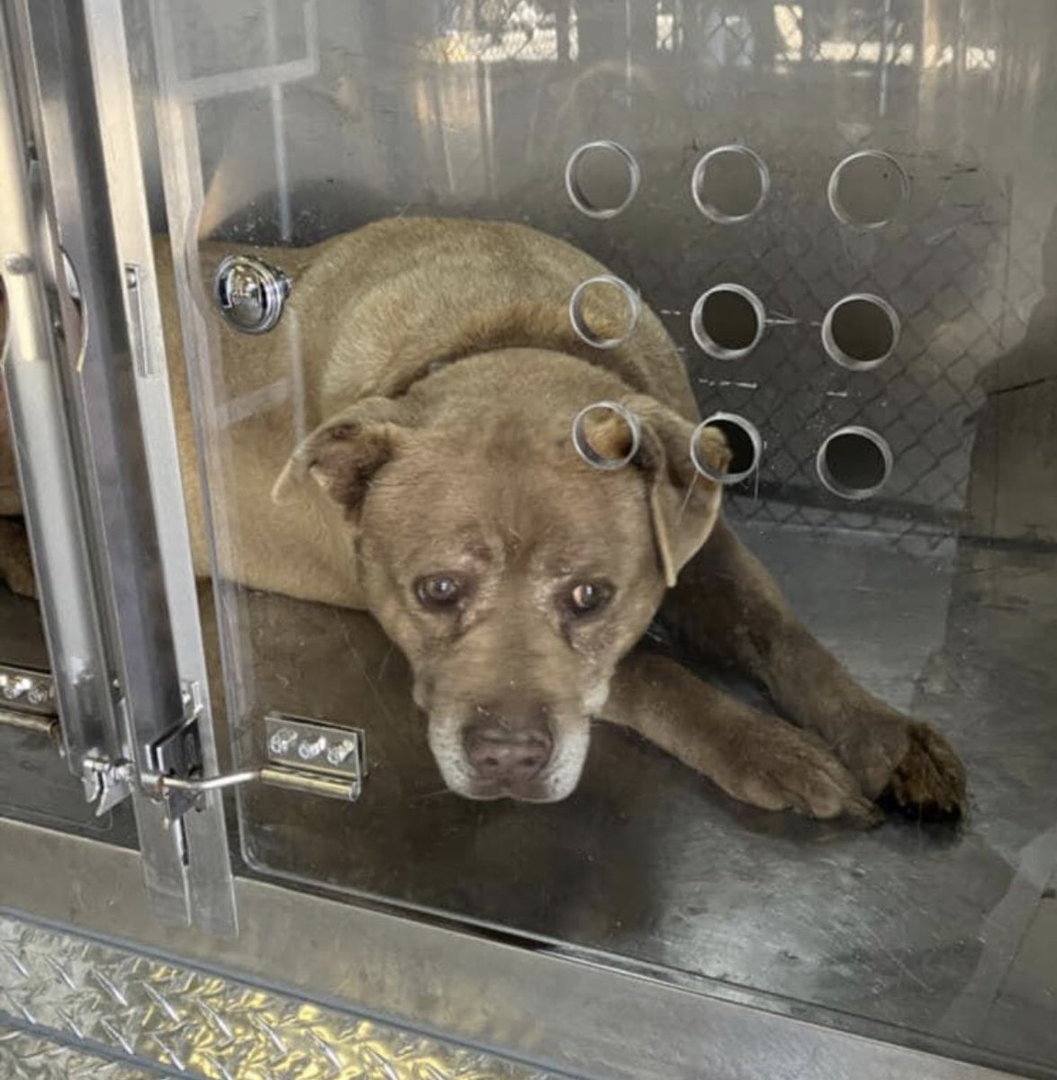 MAX (A1172649) 12 y/o male
#Dallas Animal Services #Texas 
OWNER SURRENDERED for “other reasons”

Dallas Animal Services KILLING STARTS AT 11AM. 📧 all
dasadopt@dallas.gov dasfoster@dallas.gov dasrescue@dallas.gov

👇FB Post
m.facebook.com/story.php?stor…
#DFW #TX #dogsoftwitter