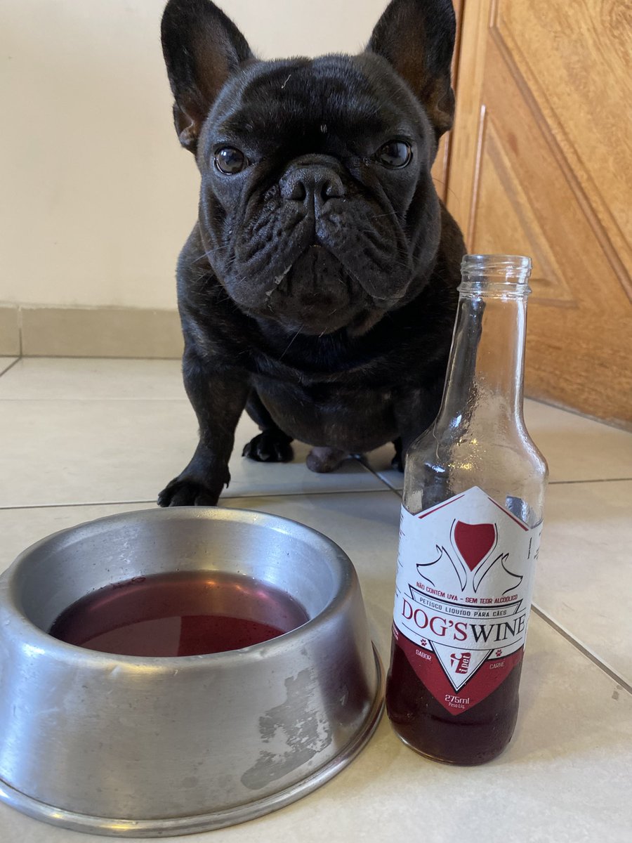 Boa semana santa pra todos! 🍷
#Bulldog #BulldogFrances #French #SemanaSanta #DogWine