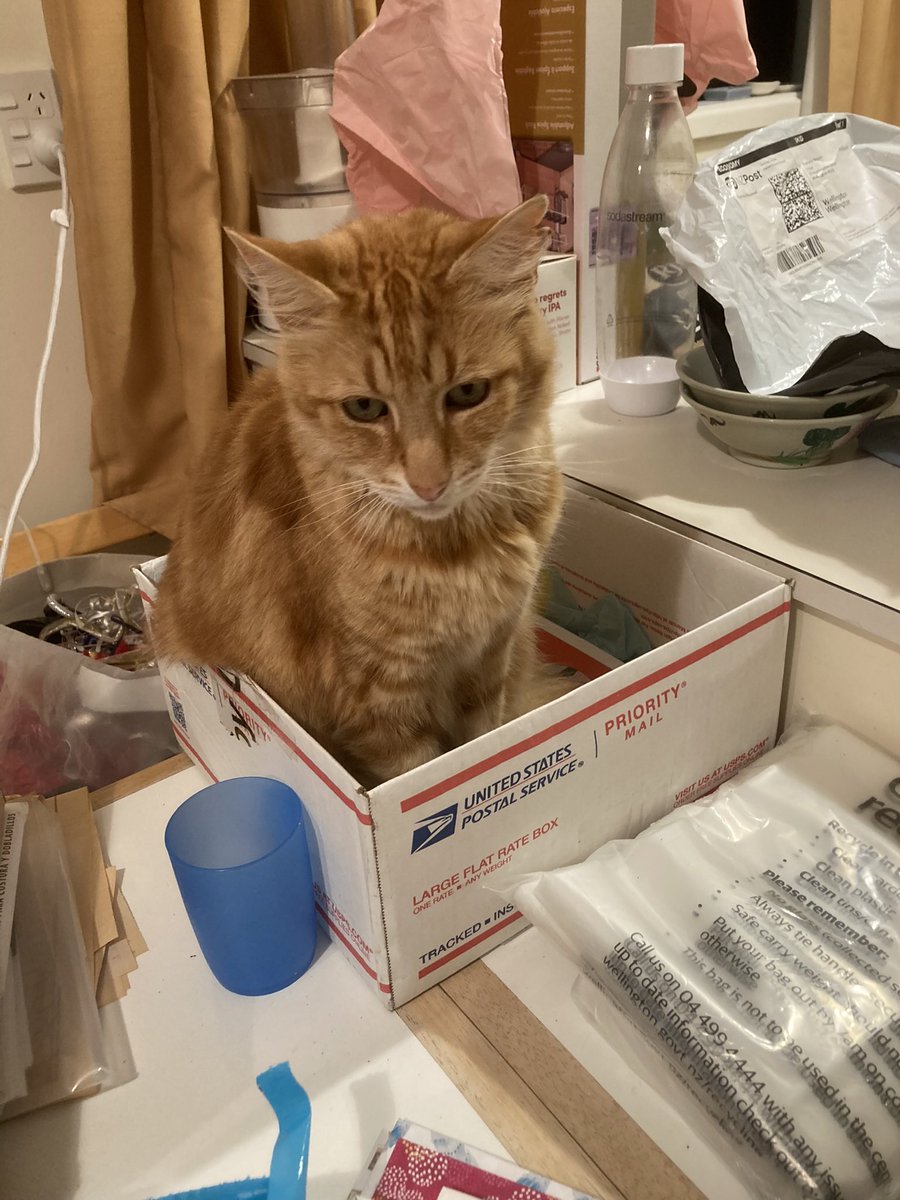 FelineGourmet's tweet photo. A last throwback before Mum comes home! Mum was getting ready to travel by doing what she calls 'tidying up', which seems to involve a lot of mess on My Table and My Ironing Board, so I retreated into my US Male box to supervise
#catboxsunday 
#MaleBox https://t.co/SFHC1vzHWM