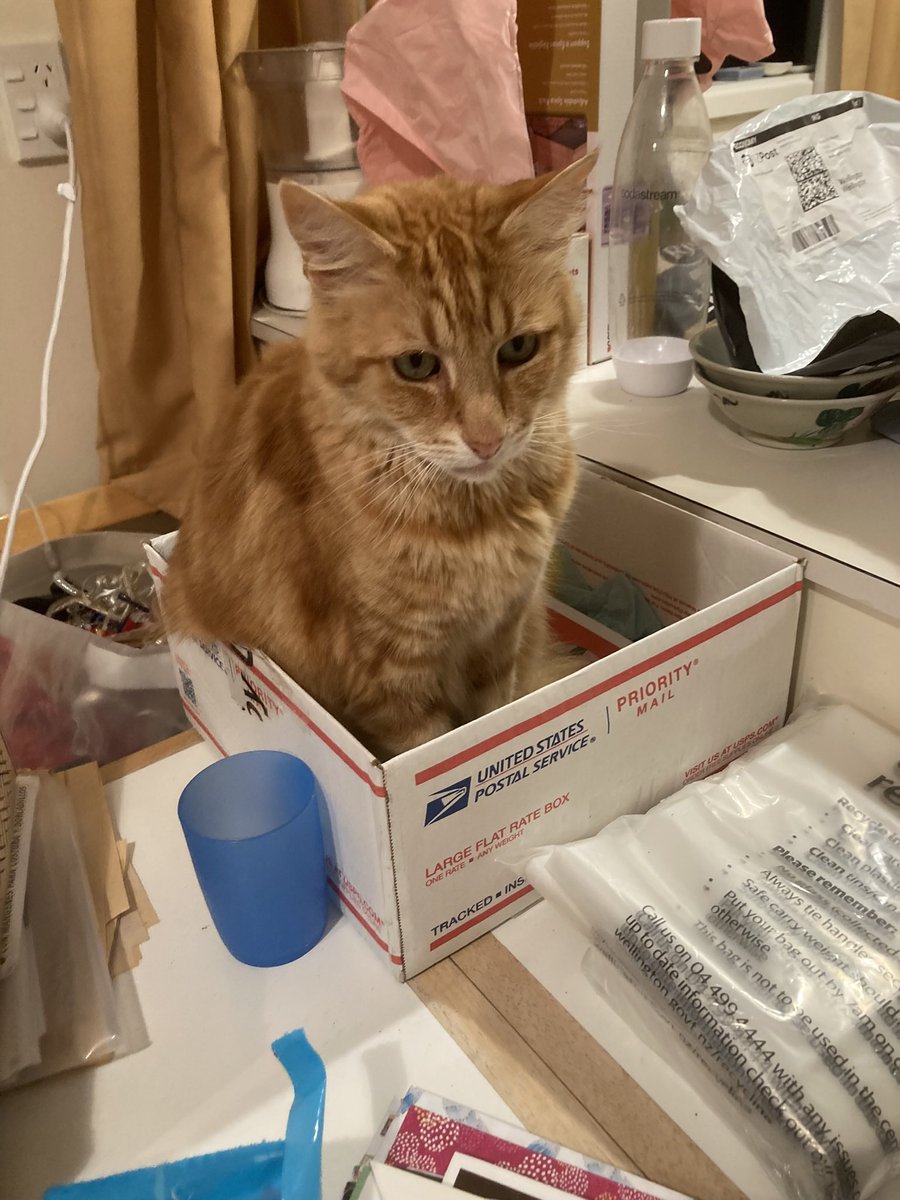 FelineGourmet's tweet photo. A last throwback before Mum comes home! Mum was getting ready to travel by doing what she calls 'tidying up', which seems to involve a lot of mess on My Table and My Ironing Board, so I retreated into my US Male box to supervise
#catboxsunday 
#MaleBox https://t.co/SFHC1vzHWM