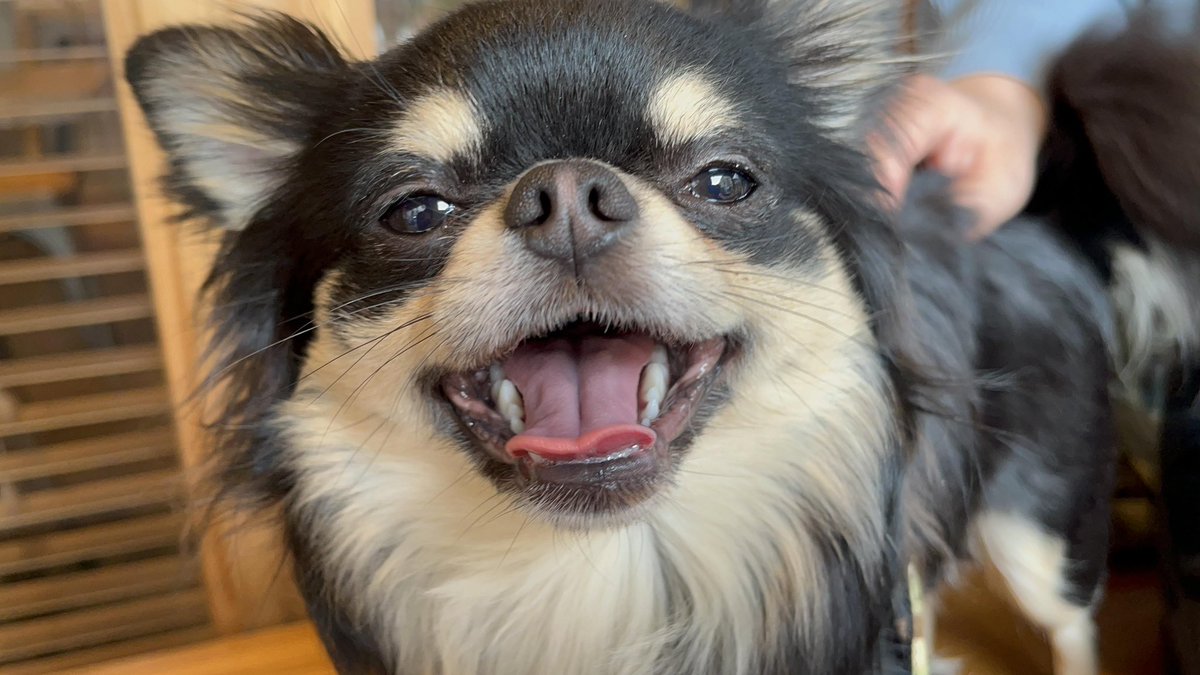 イッヌ達は一生懸命生きてるだけで人間を癒してくれる貴重な存在（動物全般に言える） https://t.co/4548ANKbvV