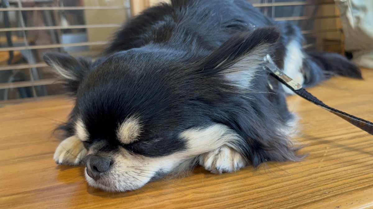 イッヌ達は一生懸命生きてるだけで人間を癒してくれる貴重な存在（動物全般に言える） https://t.co/4548ANKbvV