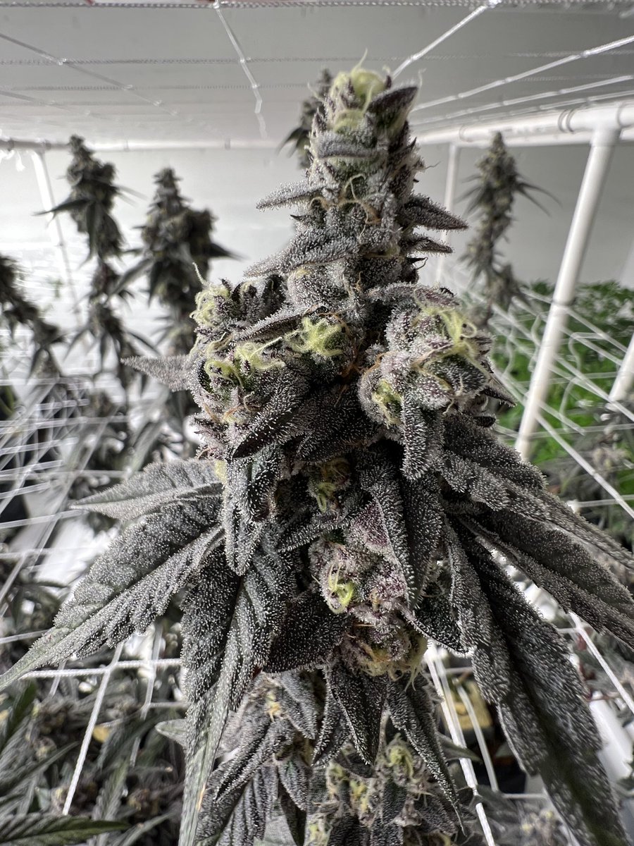 thegorillapack's tweet photo. What do you think? 🤔 
I think I’ll keep her around for awhile 😅
Gush mints 🔥🔥🔥👌 https://t.co/zyb782uhSk