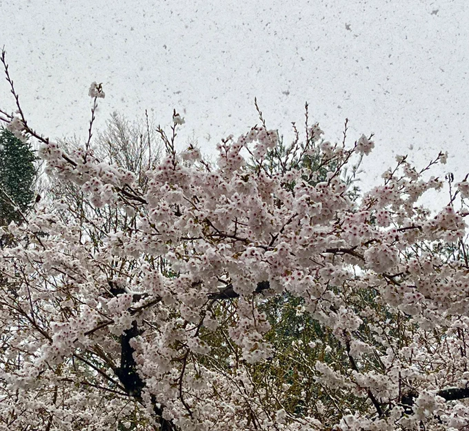 雪の降りっぷりよすぎ 