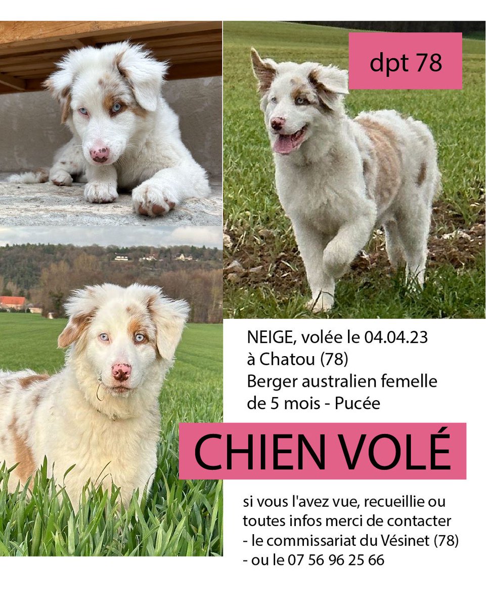 🆘 ⚠️ 🐶 Mon chien NEIGE à été volée le 04.04.23 à 📌Chatou (78) dans mon jardin 😣
▪️#Bergeraustralien femelle de 5 mois, pucée
#chienvolé
Merci de partager autour de vous pour nous aider à le retrouver 🙏🏼💔