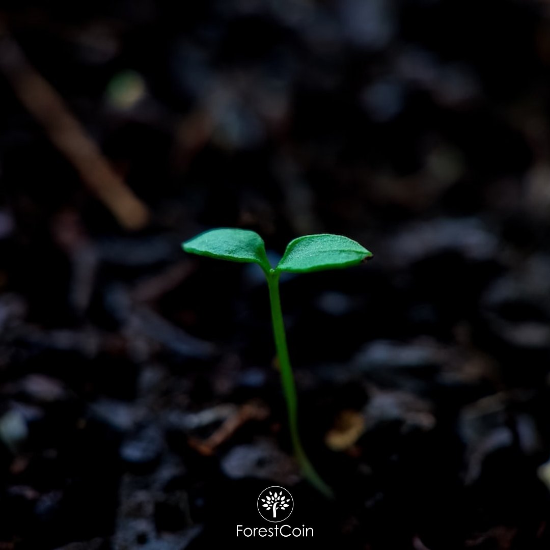 forestcoin.earth tweet media