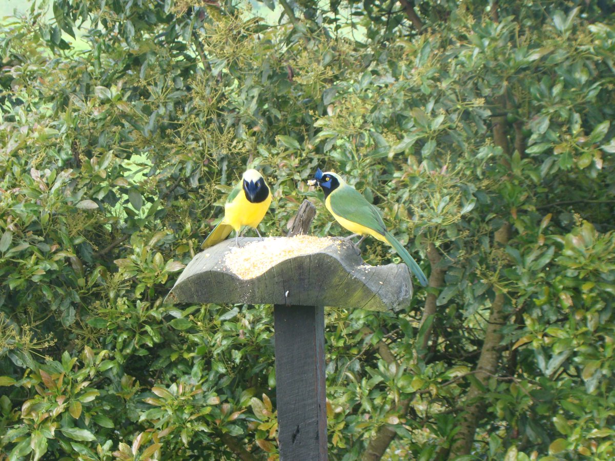 hassguacamayas's tweet photo. Cyanocorax Yncas (Carriquí) con fondo de árboles de aguacate Hass en florescencia. https://t.co/Fp4VTloXvr