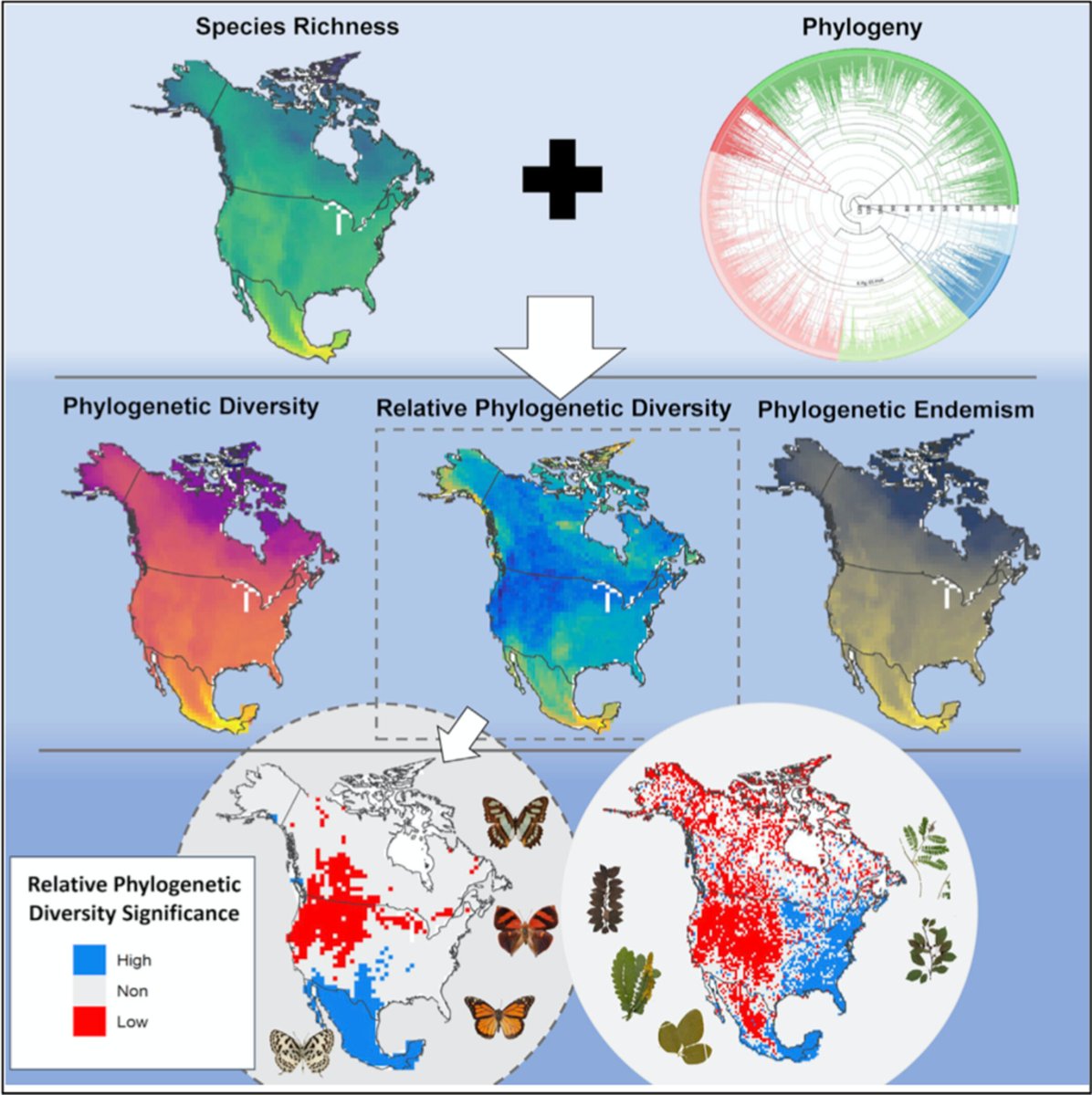 🚨PERSPECTIVE PAPER!🚨 Phylogenetic diversity is getting a boost from 'spatial phylogenetics', a new 'big data' approach that turns phylogenies into GIS layers for conservation prioritization. Challenges remain, but the promise is immense!

doi.org/10.1111/jbi.14…