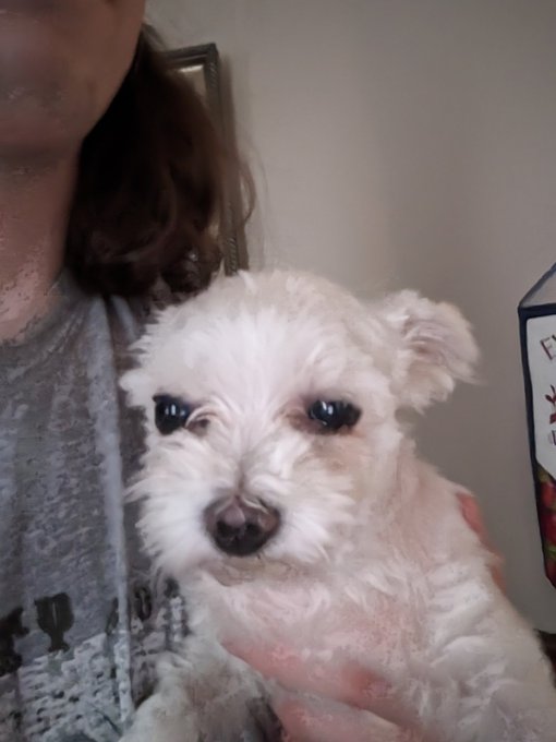 For #Easter I tried to take some pics of our 3 fur babies but as you can tell from these pics one of<a href="/tag/easter"class="tags">#Easter</a><a href="/tag/dogsoftwitter"class="tags"><span>#dogsoftwitter</span></a>