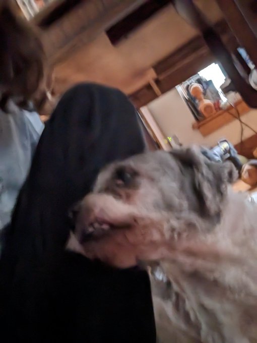 For #Easter I tried to take some pics of our 3 fur babies but as you can tell from these pics one of<a href="/tag/easter"class="tags">#Easter</a><a href="/tag/dogsoftwitter"class="tags"><span>#dogsoftwitter</span></a>