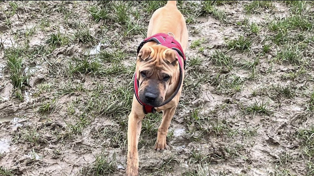 UselessBrit's tweet image. See you Space Cowboy.

This evening we had to say goodbye to Archie.

I’m going to miss you big man.