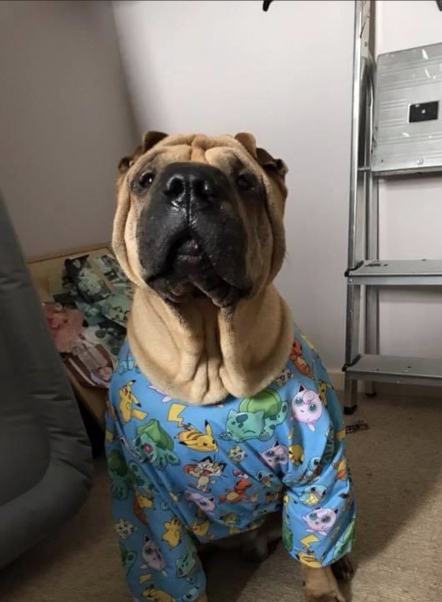 UselessBrit's tweet image. See you Space Cowboy.

This evening we had to say goodbye to Archie.

I’m going to miss you big man.