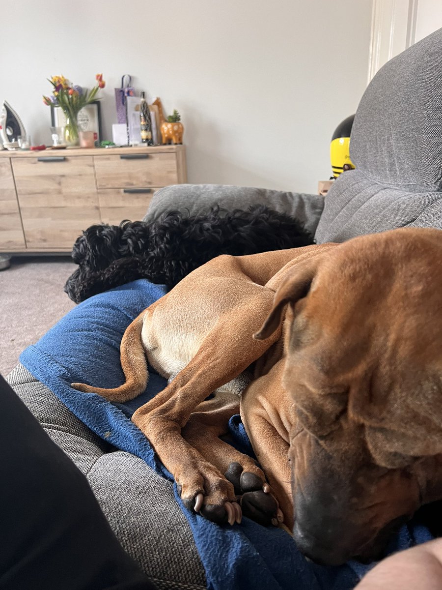 UselessBrit's tweet image. See you Space Cowboy.

This evening we had to say goodbye to Archie.

I’m going to miss you big man.