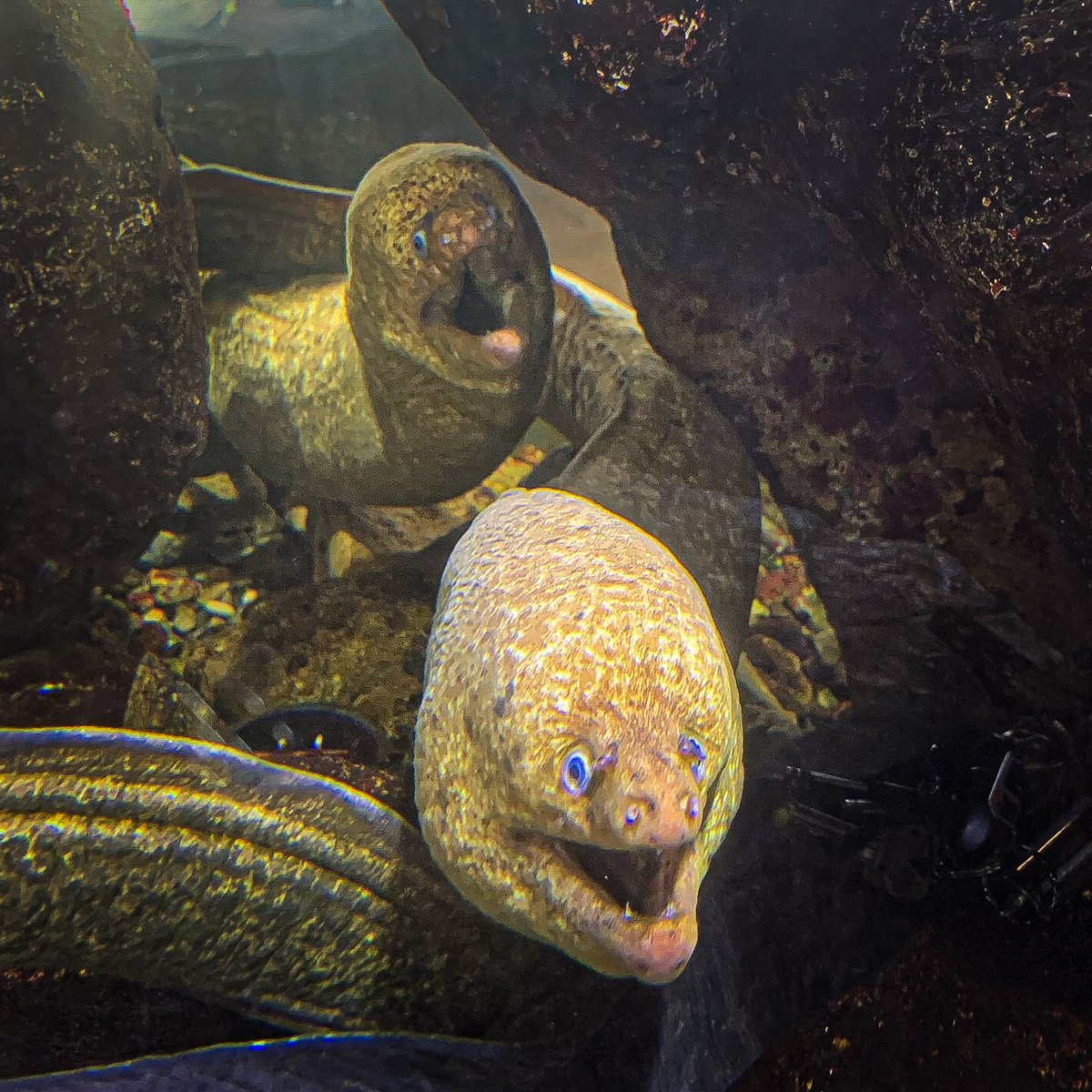 Heal the Bay on Twitter: "🤩We are R-"EEL"-LY excited for the ...