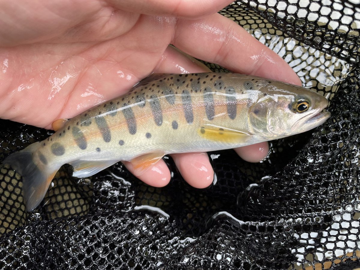 仕事のピークも残り2ヶ月くらい...いつの間にか桜も散り始めてる😇
先月は少しだけ育休を取らせてもらい、子育てに専念しておりました☺️
繁忙期なのに快く育休を取らせてくれる職場に感謝🙇‍♂️✨
みんなの釣果を見てると早く釣りに行きたくてうずうず😭特に渓流⛰
早く綺麗なヤマメやイワナに会いたい😂