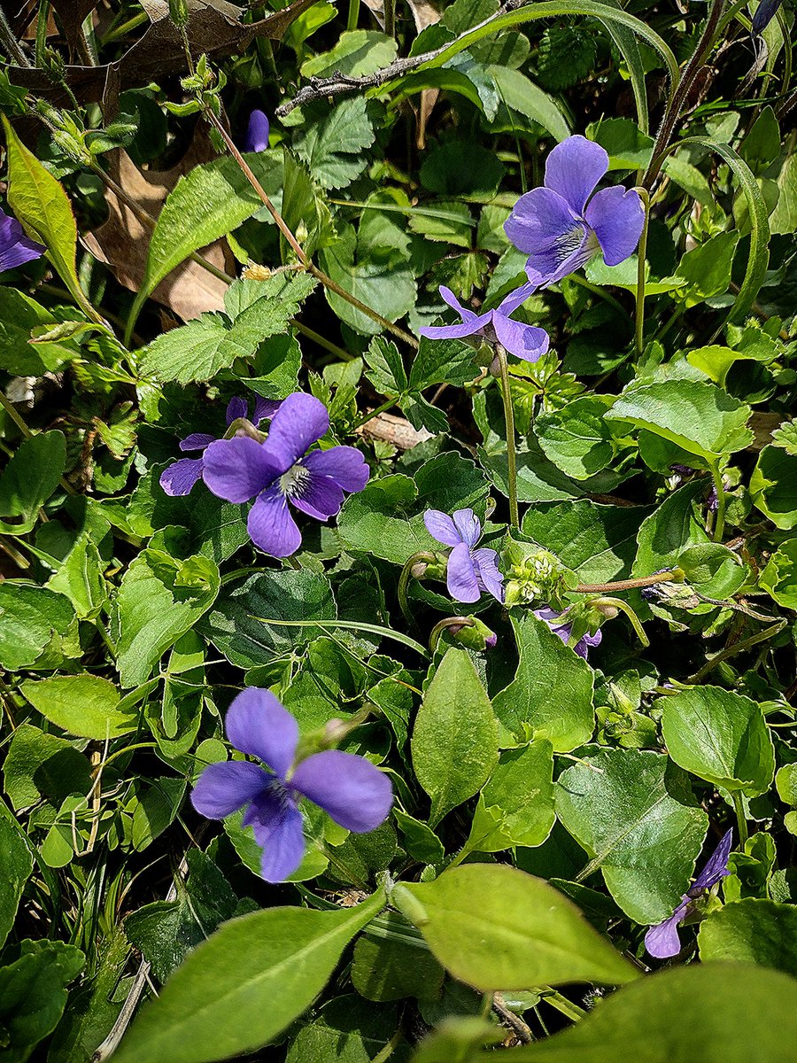 Wild violets! 💜