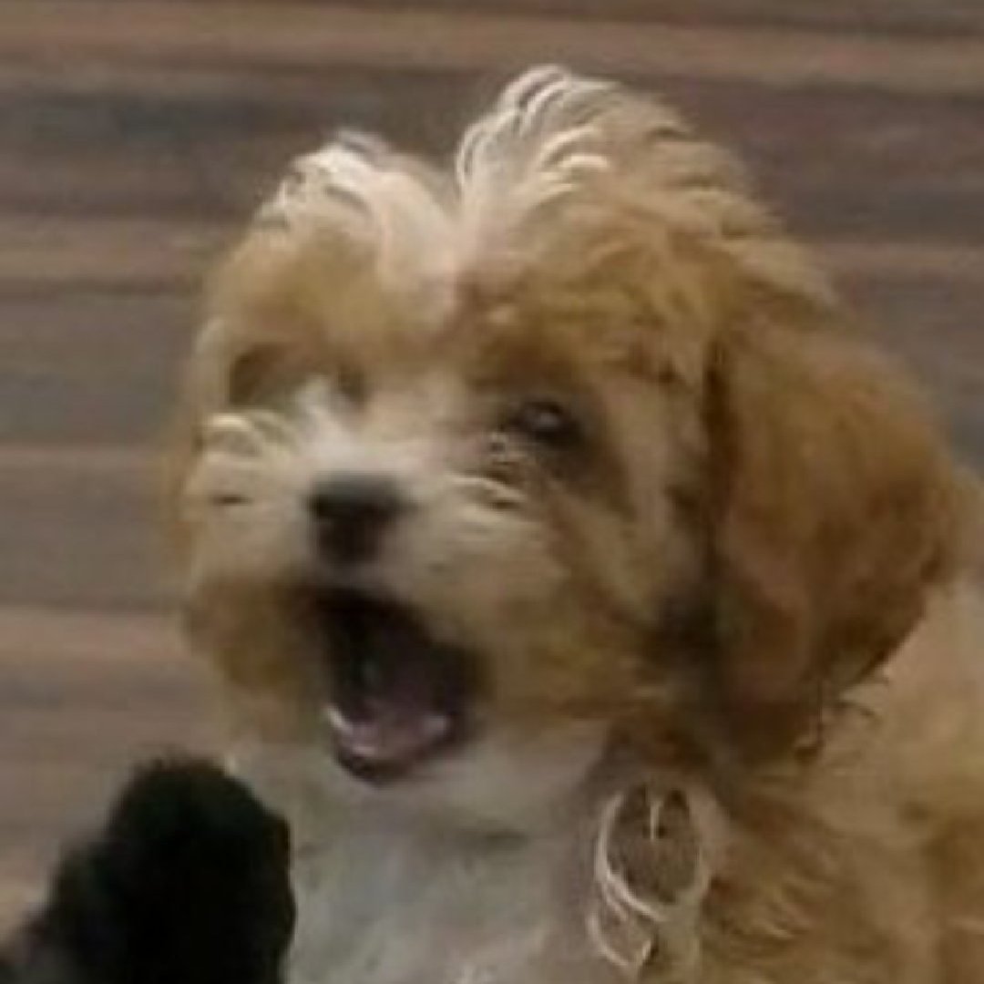 DS3🥋👑 tweet media