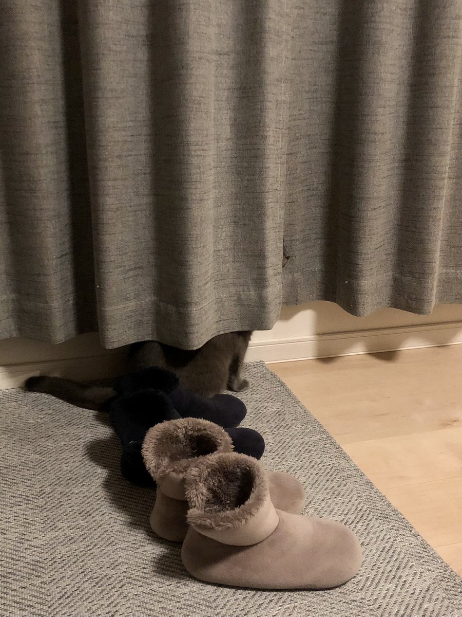 chartreux_ryu's tweet photo. もふもふスリッパが3足
#猫写真 
#シャルトリュー 
#cat https://t.co/9MfQrAxZjL