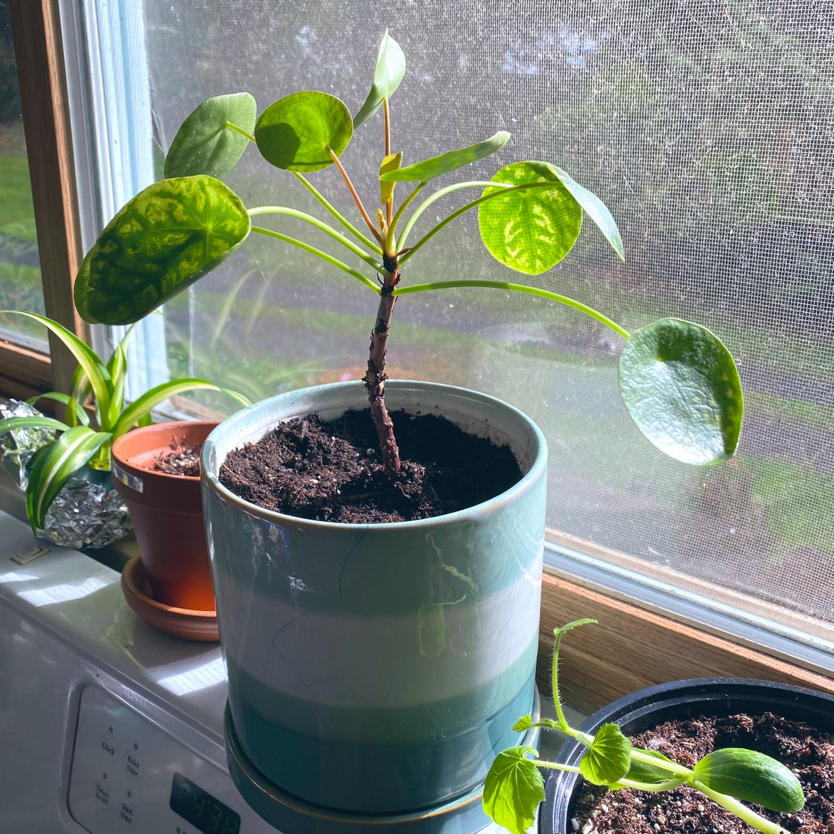 syrupsynth's tweet photo. got the herb seedlings outside and potted! might have to bring the basil back inside overnight a couple of days this week but fingers crossed 🙂🌱 

i also repotted a pilea i adopted from datura since they thought it might be beyond saving but i’m going to try!! 😤 https://t.co/OR65jSBs9T