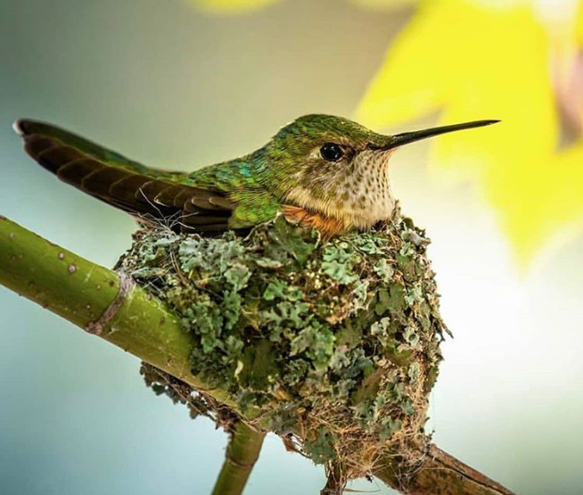 My little family spot #hummingbird #family #nest #wildlifephotography #wildlife #NatureBeauty #birdphotography #BirdsOfTwitter #picoftheday #TinyBeautifulThings   J159