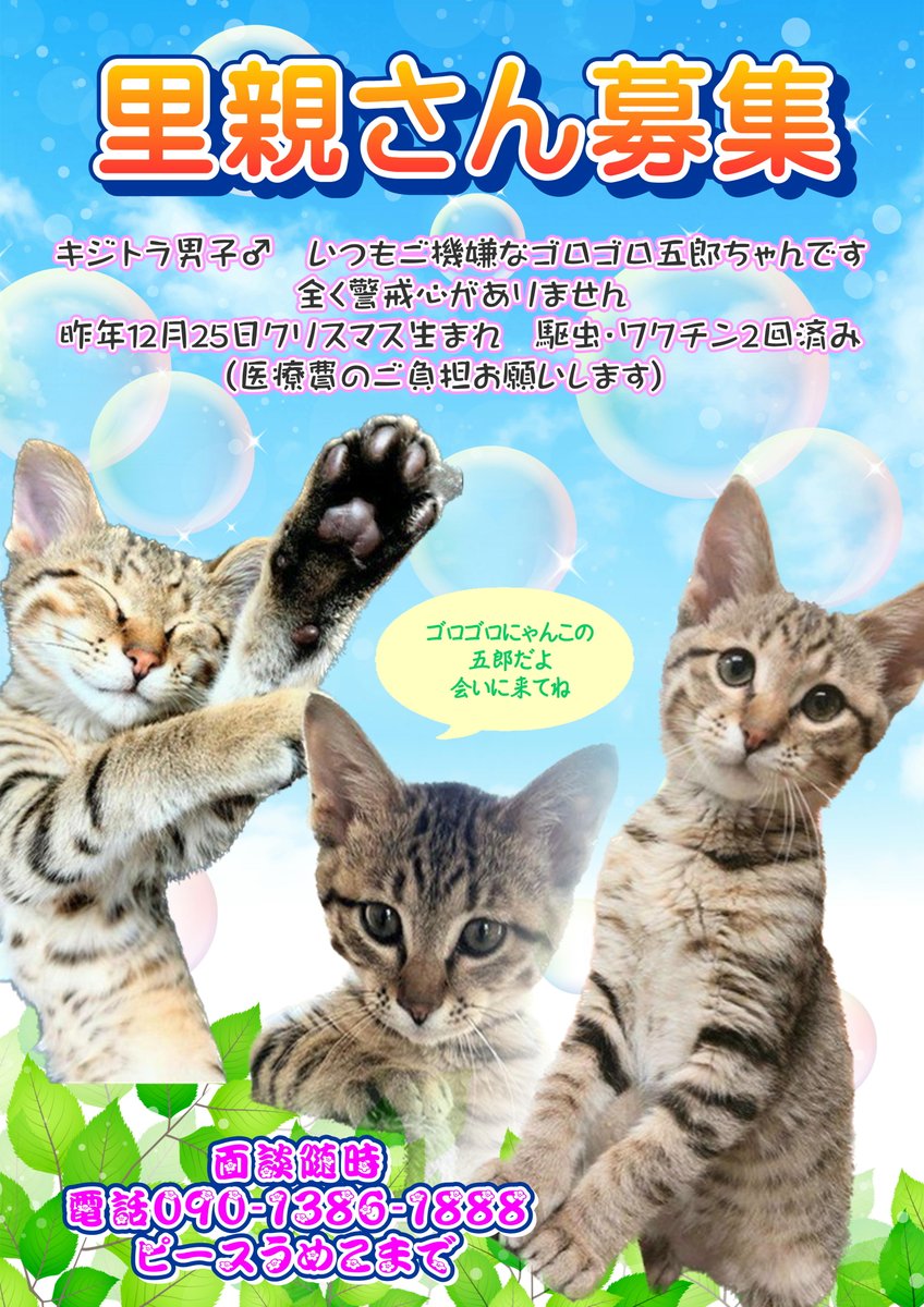 ちゃとら (@XChatraX) / X