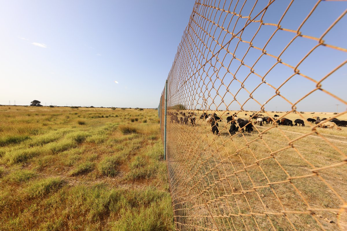 ELSAYEDELAZAZI's tweet photo. The fencing and management of Ghafat area #Qatar  between 2017-2023 has successfully prevented #grazing and #human_activity, resulting in a remarkable increase in plant cover density and rare #Ghaf trees recovery. #conservation #successstory https://t.co/GvUeEP1VdB