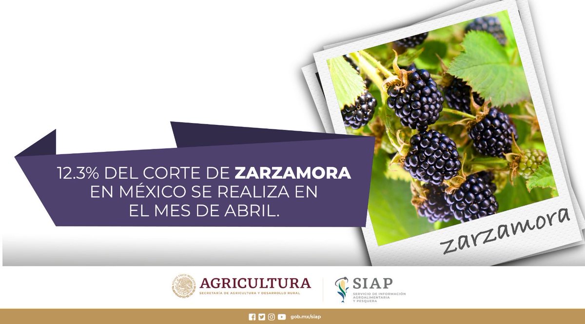SIAP on Twitter "Durante 2021, la producción nacional de zarzamora