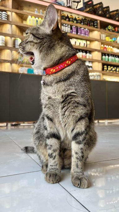 Bir aslan miyav dedi ...❤️😍😘 Bu tweetin altına galerindeki en g&uuml;zel canları paylaşır mısın ❤️ #cats #animals<a href="/tag/animals"class="tags"><span>#animals</span></a><a href="/tag/cats"class="tags"><span>#cats</span></a>