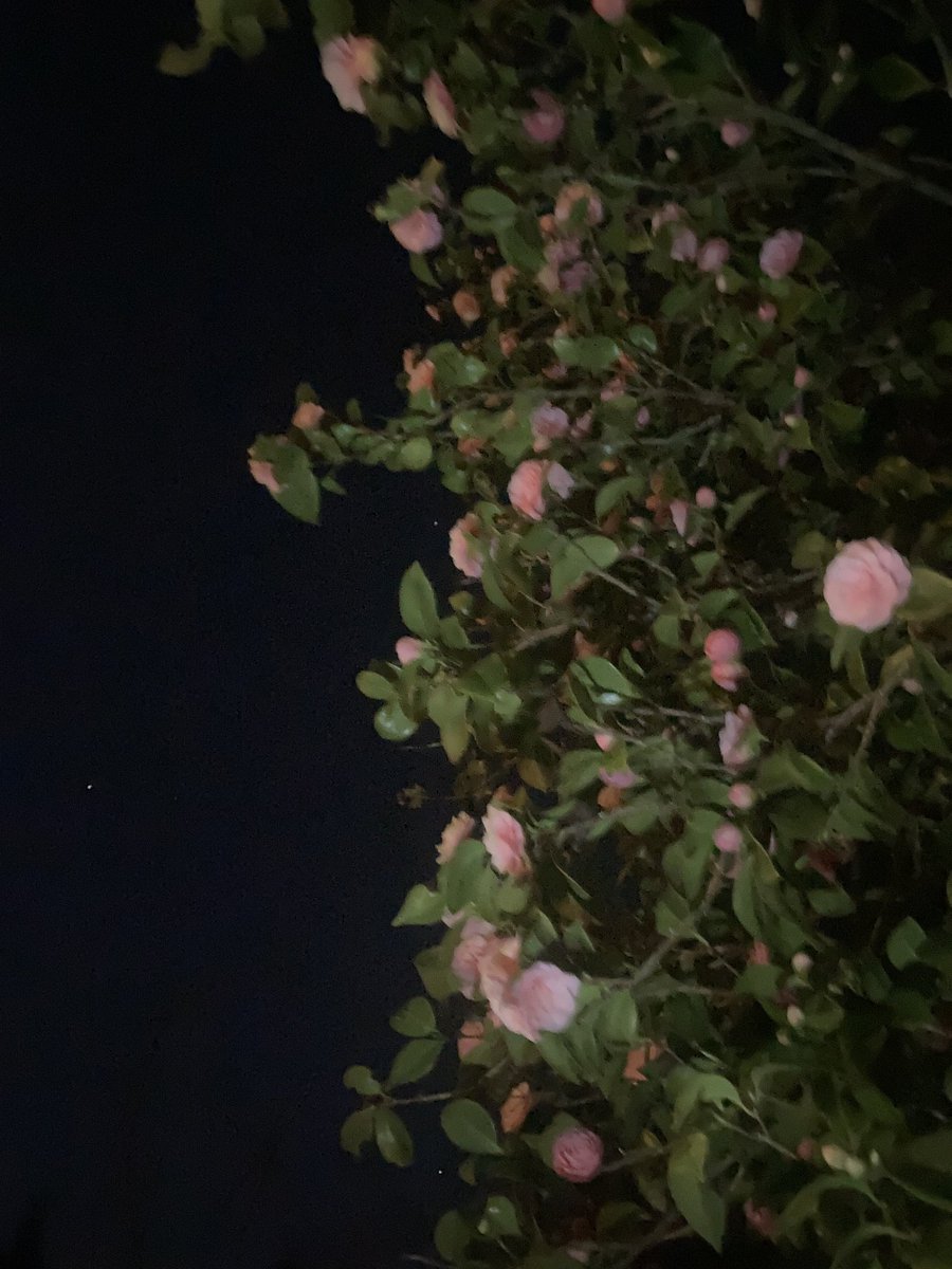 Nighttime shot of the old pink camellia. #bainbridgeisland #oldgarden