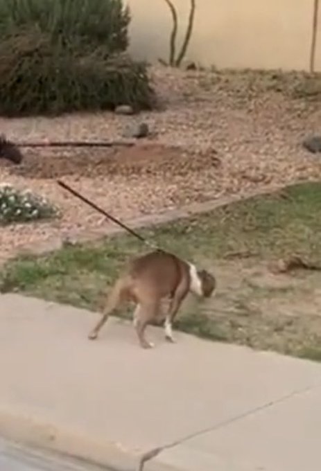 &ldquo;Come on man, I just need to take a poop.. How come you get mad at me for chasing the mailman, then do<a href="/tag/easter"class="tags"><span>#easter</span></a><a href="/tag/sundayvibes"class="tags"><span>#sundayvibes</span></a><a href="/tag/easter2023"class="tags"><span>#easter2023</span></a>