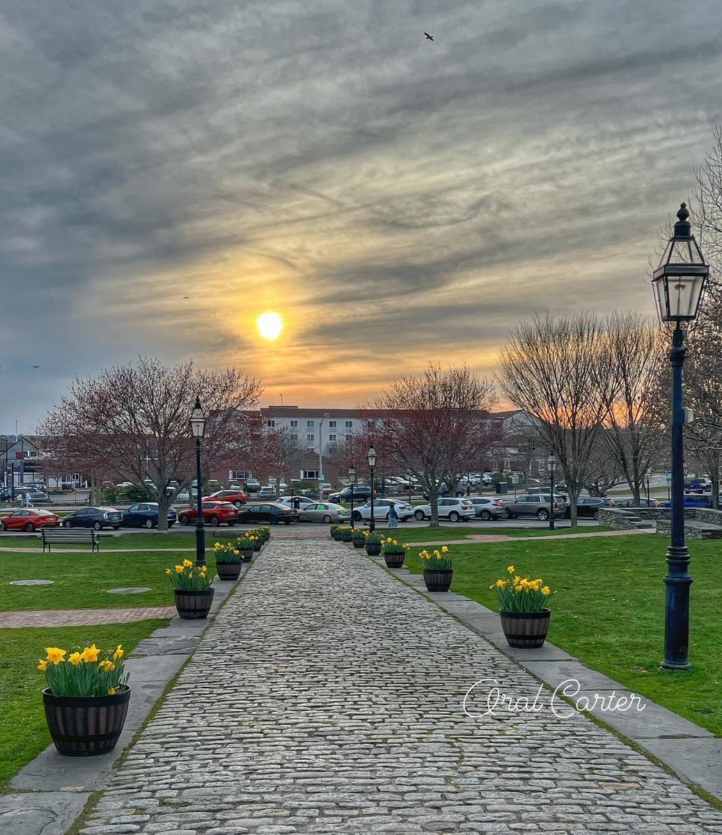 #DaffodilDays #Newport #RhodeIsland