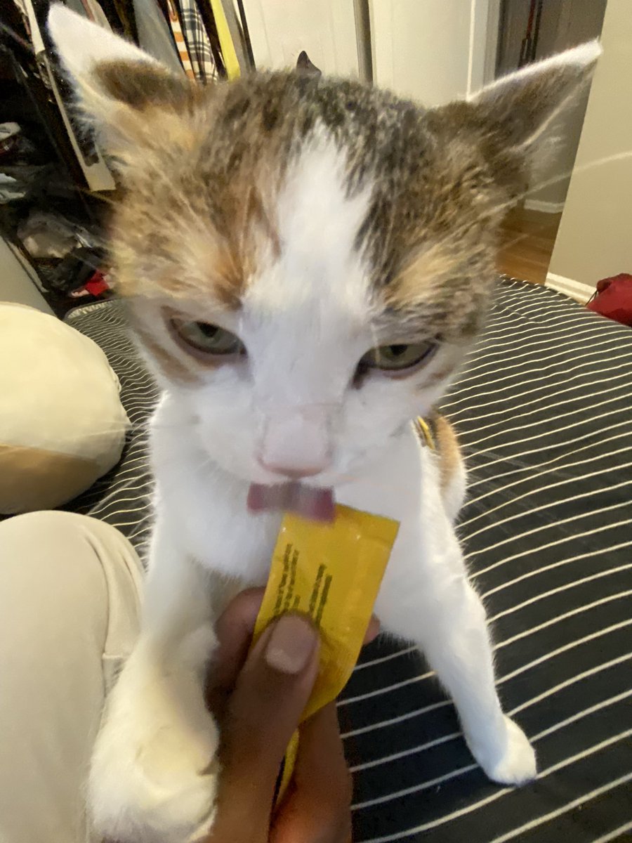 MoiraCalicoCat's tweet photo. I get a snack https://t.co/tgGQSg1YJD