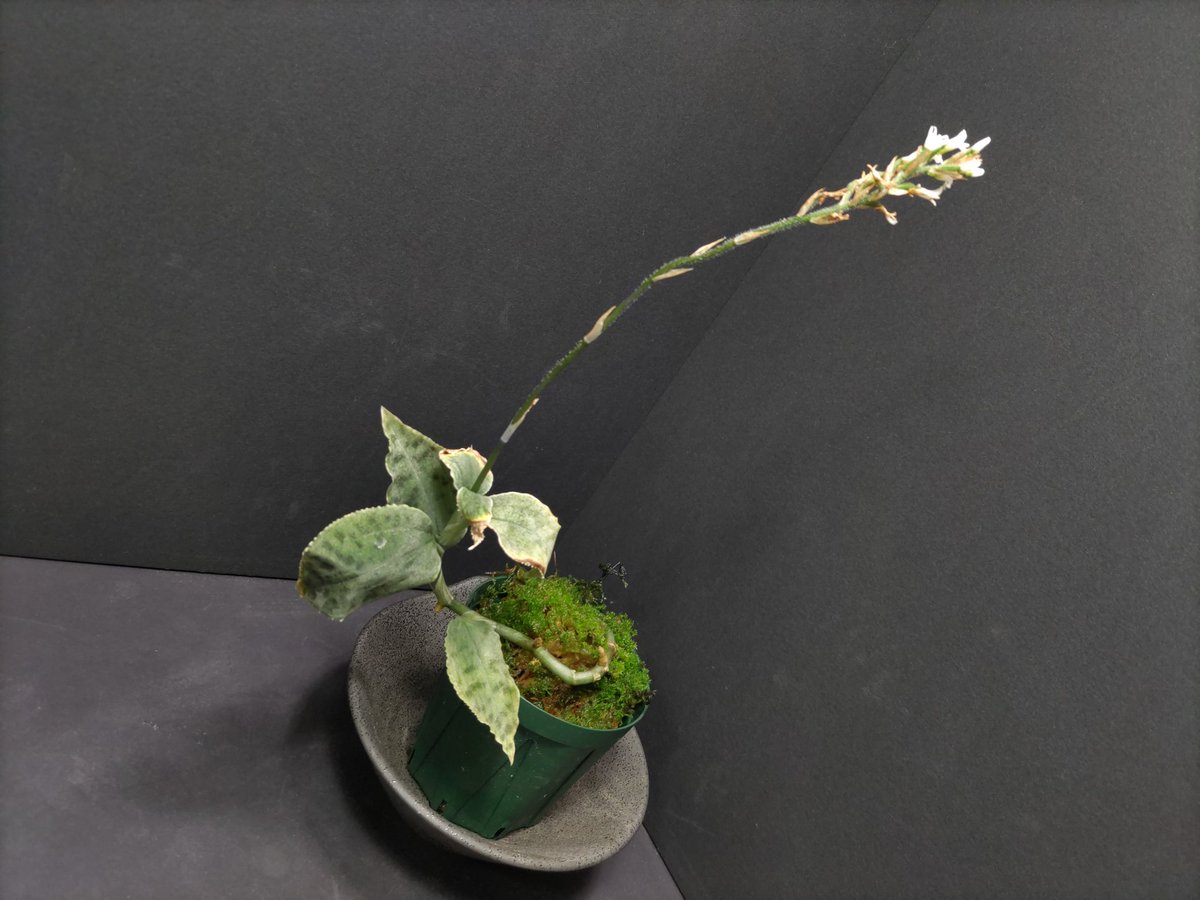 AQUAFORTUNE2007's tweet photo. Microchilus anchoriferusとして昨年9月のらん展で購入した株が開花しました!
花を調べてみたらそれっぽいので合っているんですかね🤔
とりあえずもう少し綺麗に育成出来る様に頑張ります💪
#Microchilus https://t.co/wFMGVwKTj7