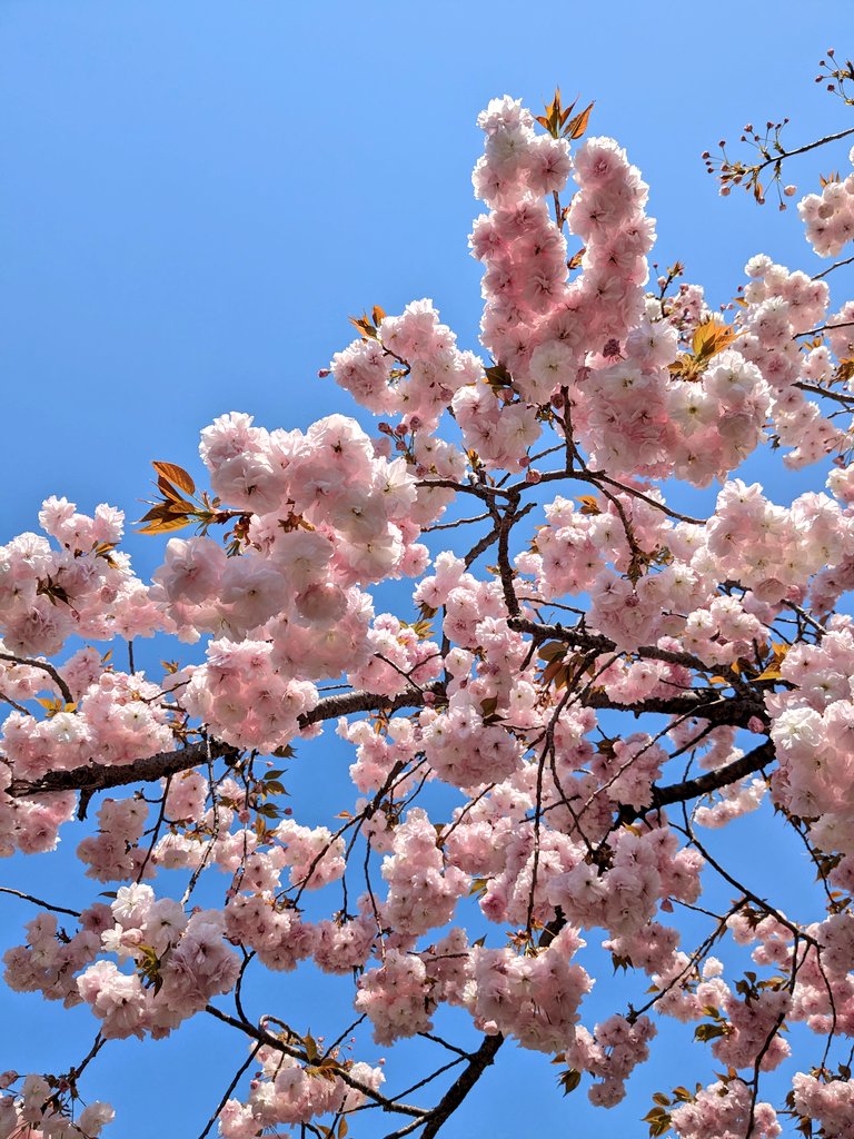 kafasting's tweet photo. 桜の通り抜け🌸 https://t.co/zo9Ukapfjp