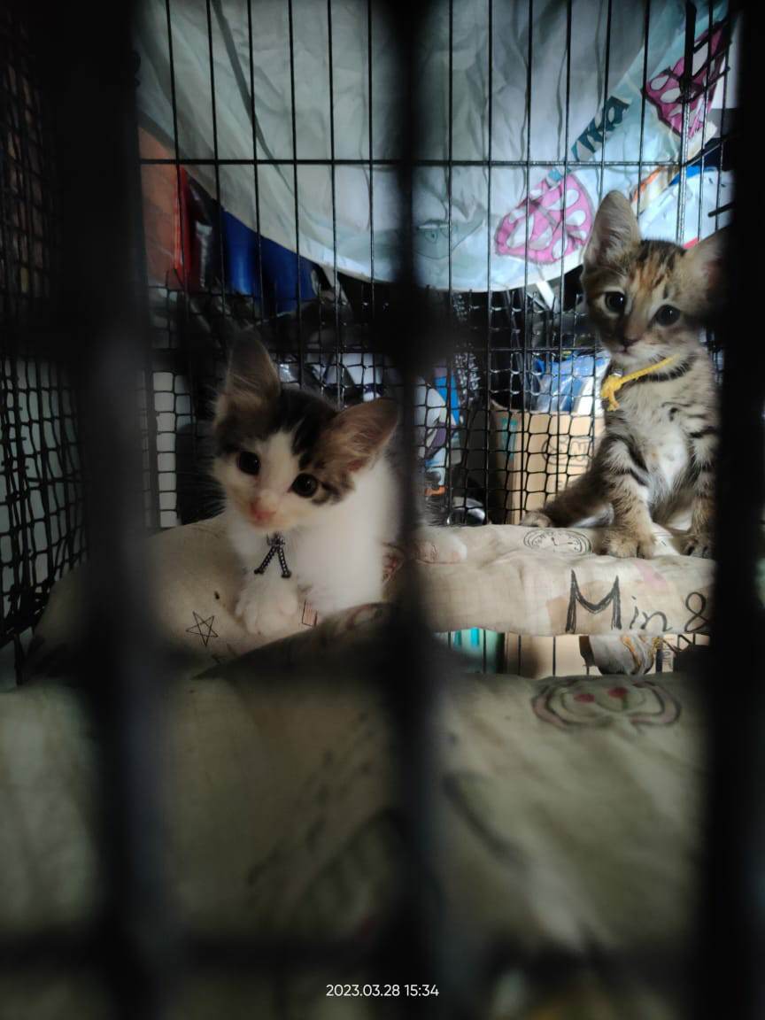 Kucing Terbuang tweet media