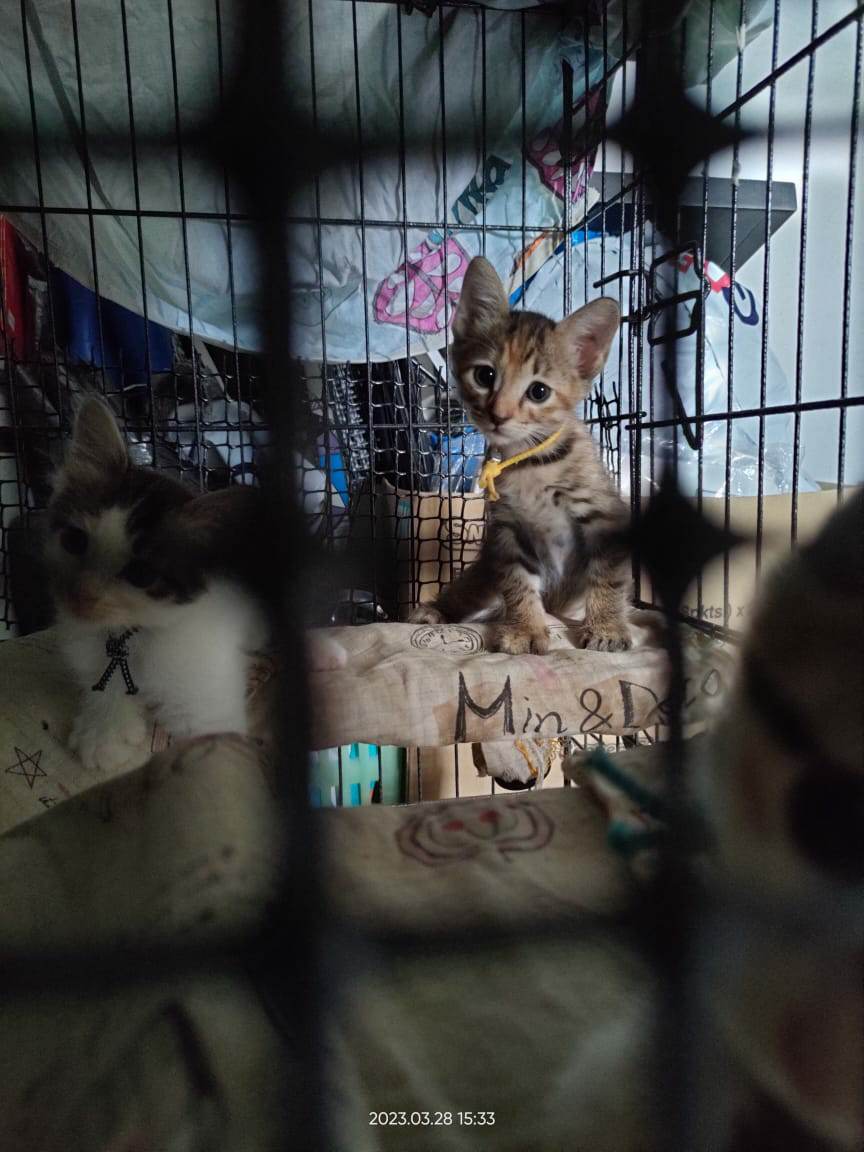 Kucing Terbuang tweet media