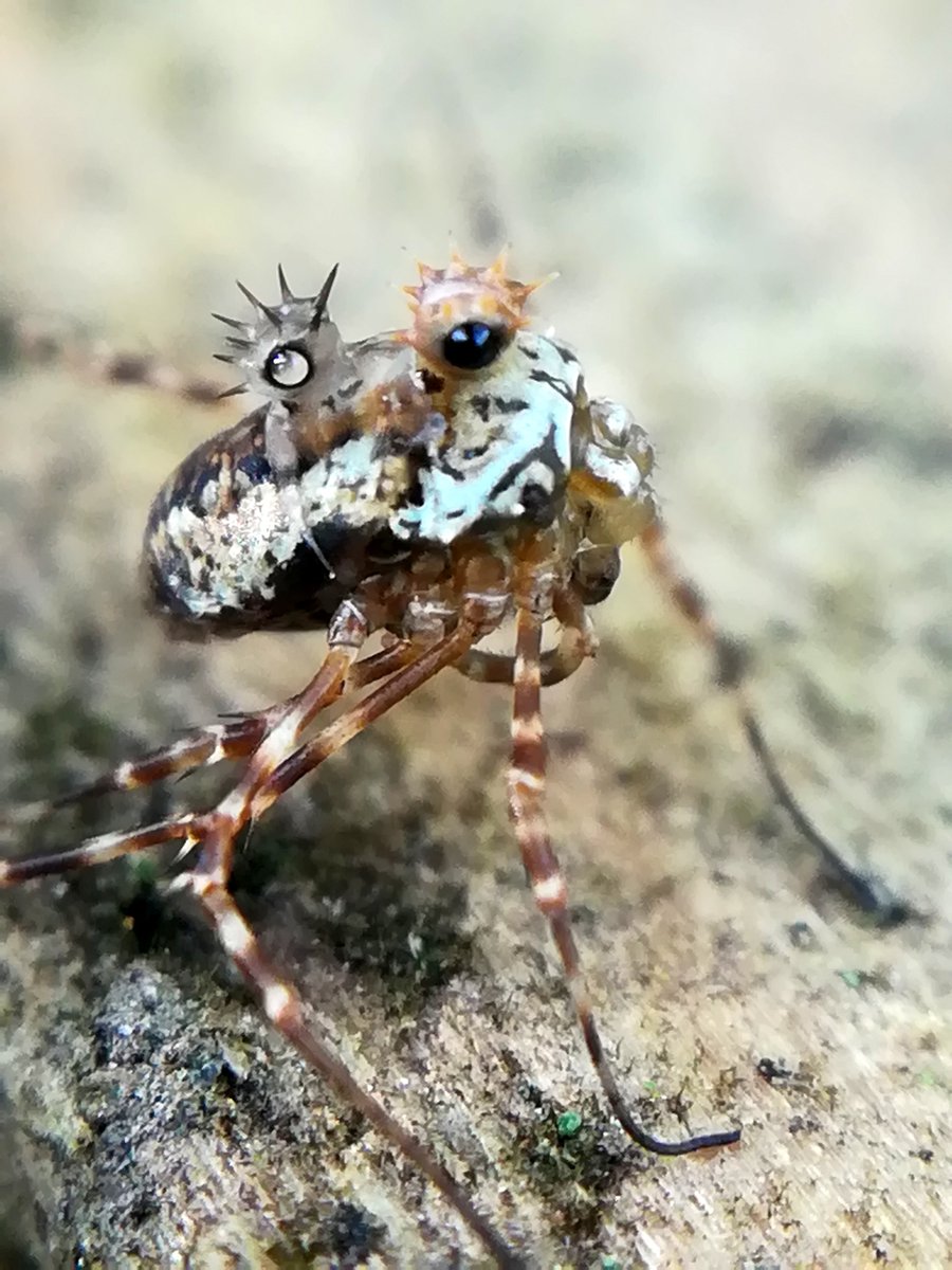 Our Observation of the Day is this incredible Megabunus diadem #harvestman, seen in #France by jfb22!

More details at: inaturalist.org/observations/1… #arachnids #nature #invertebrates #biodiversity
