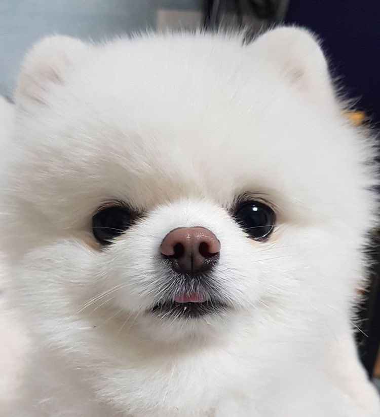 Light_Gleamof's tweet photo. 난생처음 수인 카페에 놀러온 포메 며주와 민 이사님,,, 딴 사람이 나눠주는 육포 간식에 한눈 팔려서 뇸뇸 받아먹구 왓더니,,, 민 이사님이 꿀 뚝뚝 떨어지는 눈으로 첨 보는 강쥐 수인이랑 놀아주고 잇음,,, 방금 포메 며주 세상이 무너졋어,,,

🐶 뉸기... 지금 모하는 거야...? https://t.co/lxZvp2ceKS