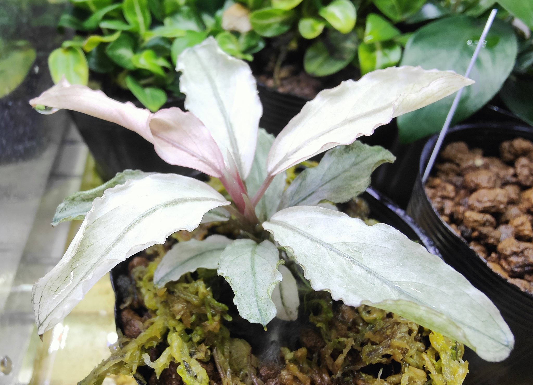 JJ】Bucephalandra sp. Variegata ブセファランドラ