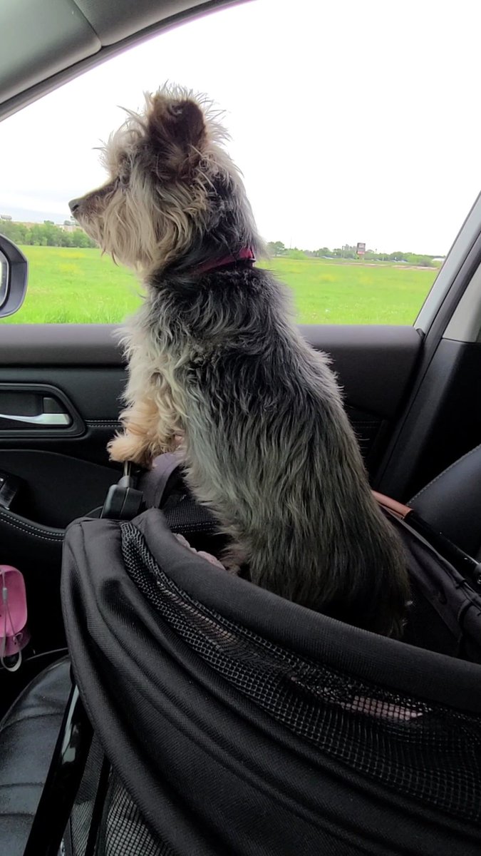 JennLL19's tweet photo. Well, we finally traded up and got a new Rogue a few weeks ago. It's got all the bells and whistles &amp; Bella approves! 😁❤️🐶 https://t.co/dFhmFfUkAI