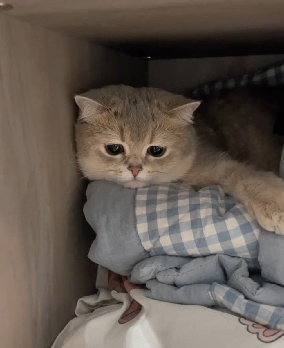 Catloverig's tweet photo. https://t.co/R5BINM97f8